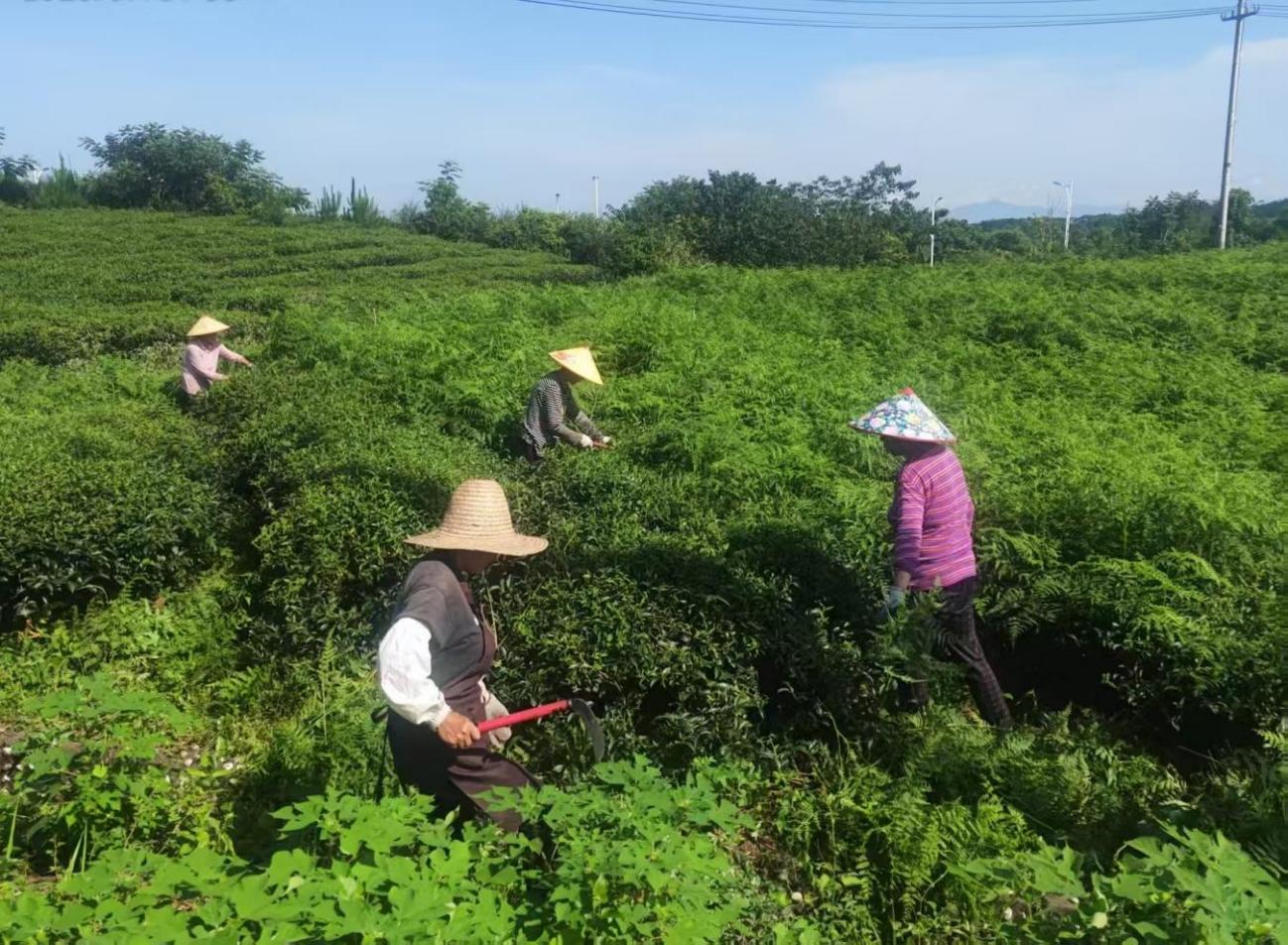 屯溪實驗茶場加強夏季茶園管護 賦能茶產業(yè)提質增效